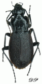 Pterostichus (Metallophilus) interruptus (Dejean, 1828)