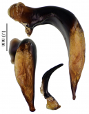 Pterostichus (Morphnosoma) silvestris Sun & Shi, 2018