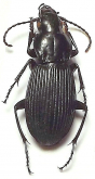 Pterostichus (Orientostichus) distinctissimus Jedlicka, 1940: 13