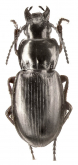 Pterostichus (Petrophilus) kokeilii archangelicus Poppius, 1907