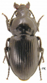 Pterostichus (Petrophilus) magus mongolicus Motschulsky, 1844