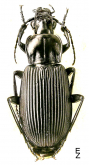 Pterostichus (Platysma) niger niger s.str.