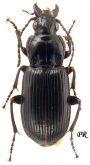 Pterostichus (Pseudomaseus) anthracinus (Illiger, 1798)