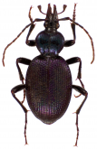 Scaphinotus (Nomaretus) cavicollis LeConte, 1859 Scaphinotus (Nomaretus) cavicollis LeConte, 1859