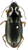 Selenophorus (Celiamorphus) yucatanus Putzeys, 1878