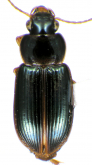 Selenophorus (Selenophorus) striatopunctatus Putzeys, 1878