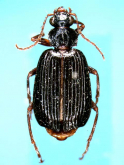 Setolebia nubatama (Habu, 1957) Setolebia nubatama (Habu, 1957)