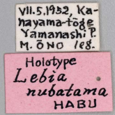Setolebia nubatama (Habu, 1957) (Label) Setolebia nubatama (Habu, 1957) (Label)