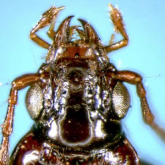 Sinechostictus (Sinechostictus) kyushuensis (Habu, 1957) Sinechostictus (Sinechostictus) kyushuensis (Habu, 1957)