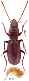 Speluncarius (Speluncarius) setipennis Apfelbeck, 1899a: 147