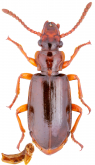 Sphaerostylus (Afrozaena) luteus (Hope, 1842) Sphaerostylus (Afrozaena) luteus (Hope, 1842)