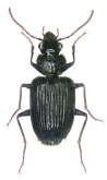 Stricklandiana pericalloides (W.J.MacLeay, 1886)