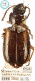 Syntomus submaculatus (Wollaston, 1861a: 94)