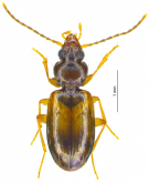 Tachys ?? (Paratachys) fulvicollis (Dejean, 1831) Tachys ?? (Paratachys) fulvicollis (Dejean, 1831)