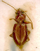 Tachys (Paratachys) koizumii (Habu, 1961) Tachys (Paratachys) koizumii (Habu, 1961)