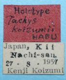 Tachys (Paratachys) koizumii (Habu, 1961) Tachys (Paratachys) koizumii (Habu, 1961)