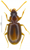 Tachys (Polyderis) algiricus (Lucas, 1846) Tachys (Polyderis) algiricus (Lucas, 1846)