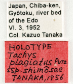 Tachys (Paratachys) plagiatus shimosae Tanaka, 1956 (Label) Tachys (Paratachys) plagiatus shimosae Tanaka, 1956 (Label)