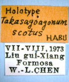 Takasagoagonum scotus Habu, 1977 Takasagoagonum scotus Habu, 1977