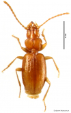 Thalassophilus azoricus Oromi et Borges, 1991: 2