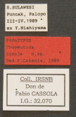 Thopeutica (Thopeutica) toraja Cassola, 1991