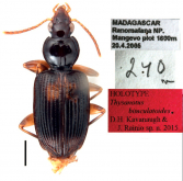 Thysanotus bimaculatoides Kavanaugh and Rainio, 2016