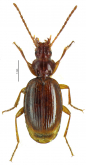 Trechus (Trechus) bruckii Fairmaire, 1862a: 548