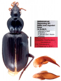 Trichillinus (Mallopelmus) ranomafanae Kavanaugh and Rainio, 2016