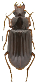 Trichotichnus (Trichotichnus) angustitarsis Kataev, Hongbin & Wrase, 2022