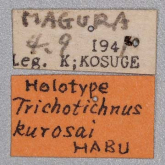 Trichotichnus (Trichotichnus) kurosai Habu, 1973 Trichotichnus (Trichotichnus) kurosai Habu, 1973