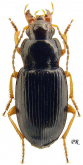 Trichotichnus (Trichotichnus) laevicollis (as carpathicus Schauberger, 1936)