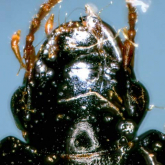 Trichotichnus (Trichotichnus) nipponicus Habu, 1961d: 137 EA: JA Tai Trichotichnus (Trichotichnus) nipponicus Habu, 1961d: 137 EA: JA Tai