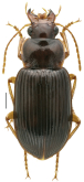 Trichotichnus (Trichotichnus) subangulatus Ito, 2021