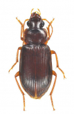 Trichotichnus (Trichotichnus) vespertinus Habu, 1954b: 57