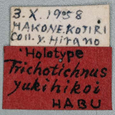 Trichotichnus (Trichotichnus) yukihikoi Habu, 1961 Trichotichnus (Trichotichnus) yukihikoi Habu, 1961