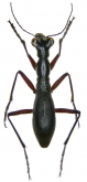 Tricondyla (Megatricondyla) punctulata Chaudoir, 1861