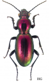 Zacotus matthewsii LeConte, 1869 Zacotus matthewsii LeConte, 1869
