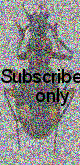 Chlaenius (Chlaenioctenus) tingaudi Lassalle, 2015 Chlaenius (Chlaenioctenus) tingaudi Lassalle, 2015