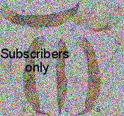 Catascopus (Catascopus) sauteri Dupuis, 1914 Catascopus (Catascopus) sauteri Dupuis, 1914
