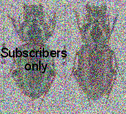 Harpalus (Harpalus) oblitus Dejean, 1829a: 273 Harpalus (Harpalus) oblitus Dejean, 1829a: 273