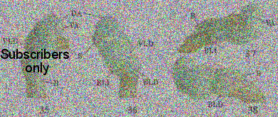 Platyderus (Platyderus) marduk Platyderus (Platyderus) marduk