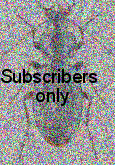 Carabus (Neoplectes) edithae Reitter, 1893 Carabus (Neoplectes) edithae Reitter, 1893