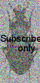 Pamborus alternans Latreille, 1817 Pamborus alternans Latreille, 1817