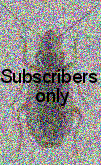 Cymindis (Cymindis) cincta Brulle, 1839: 55 Cymindis (Cymindis) cincta Brulle, 1839: 55