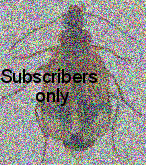 Lebia (Poecilothais) raeesae Rasool, Abdel-Dayem & Felix, 2018 Lebia (Poecilothais) raeesae Rasool, Abdel-Dayem & Felix, 2018