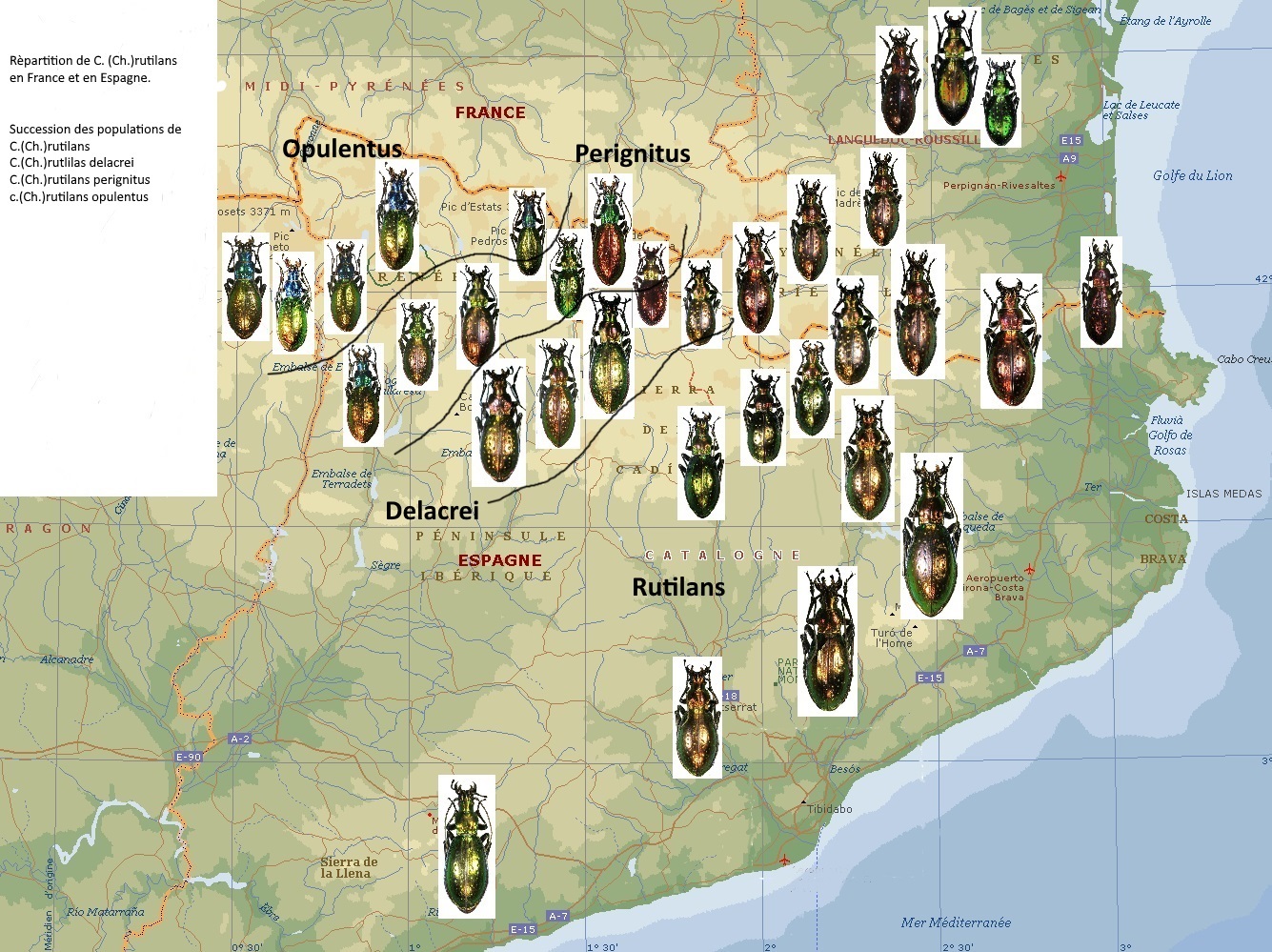 Distribution map of Carabus rutilans complex