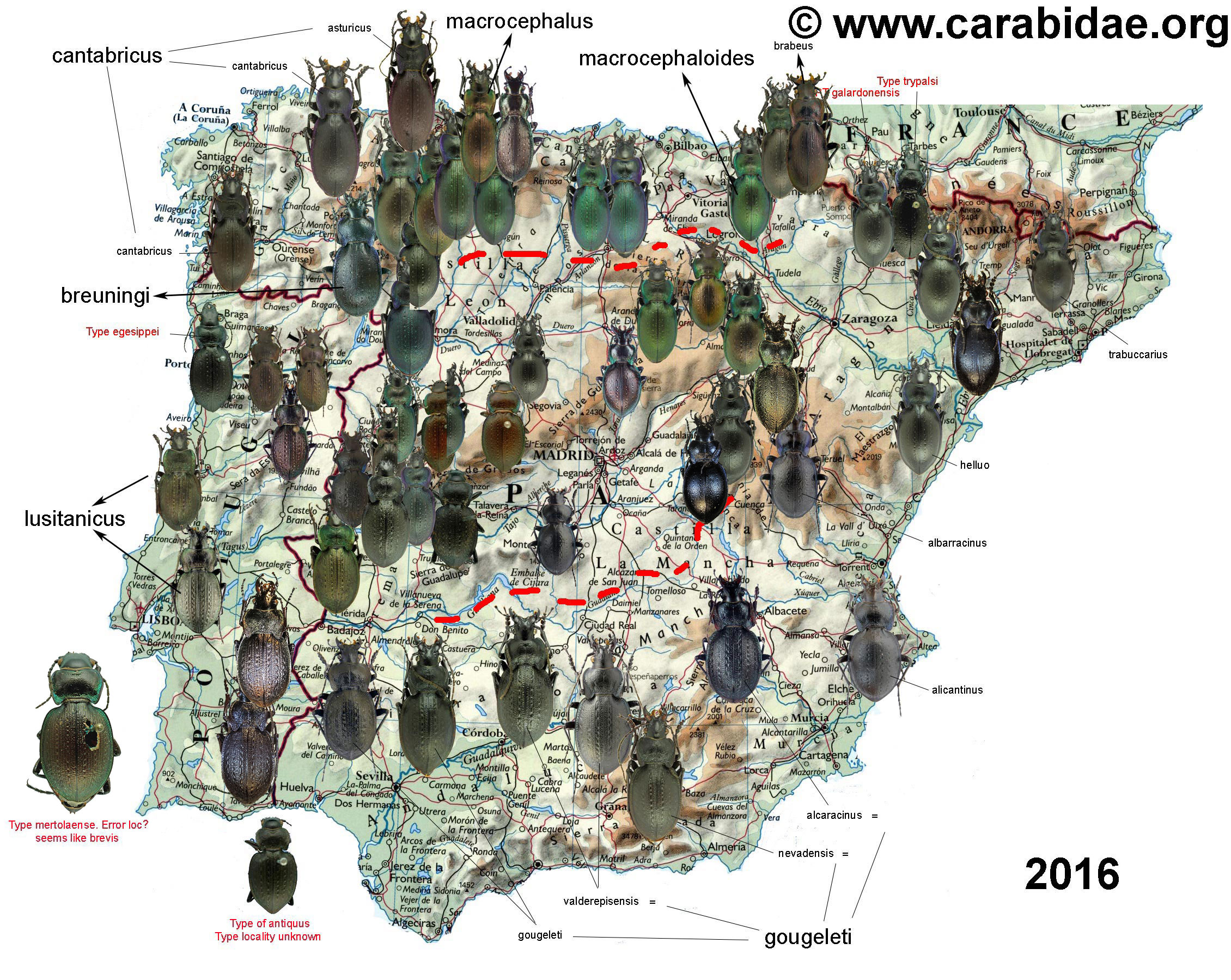 Distribution map of Mesocarabus lusitanicus complex