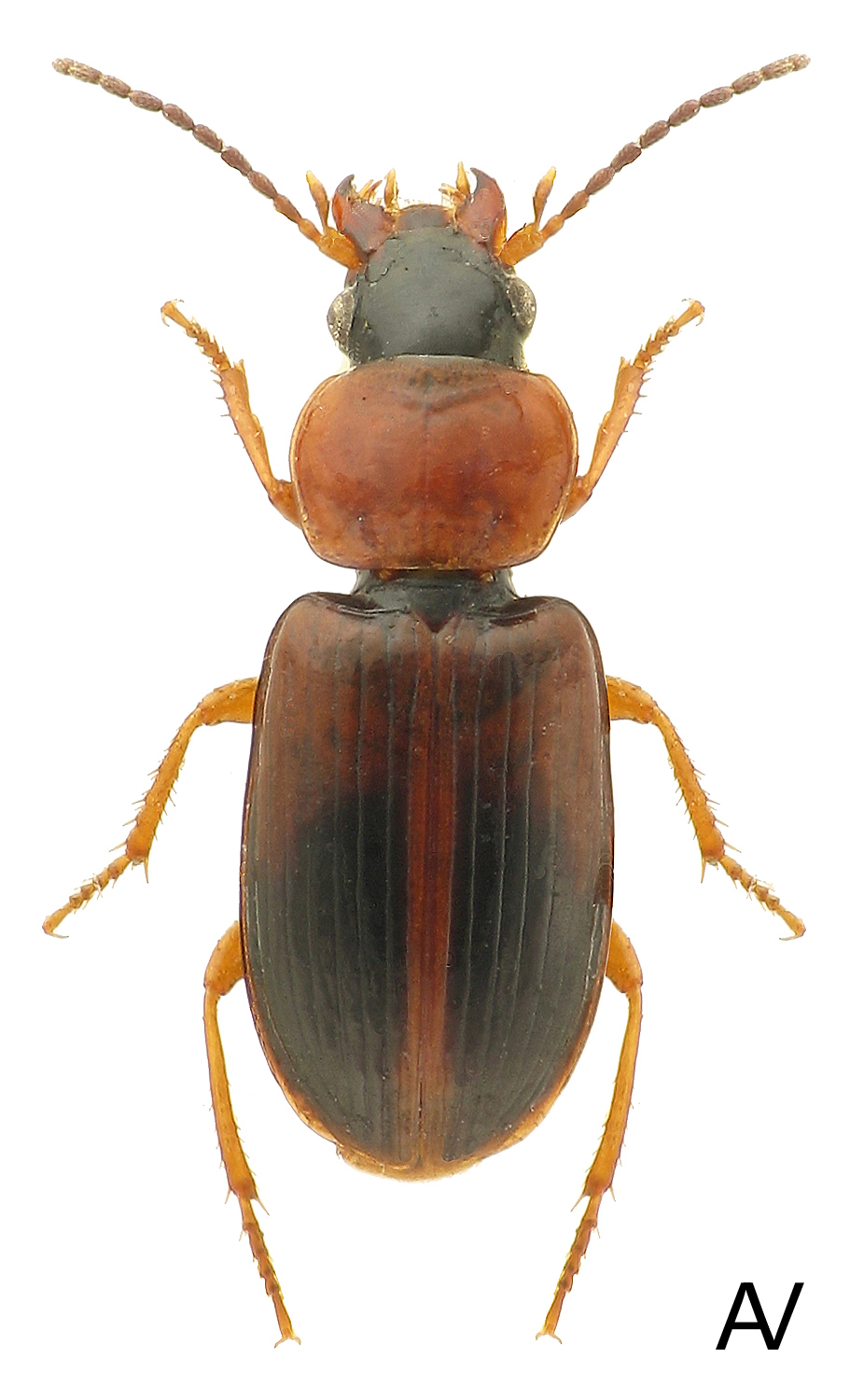 Subgenus Acupalpus sensu stricto - Carabidae