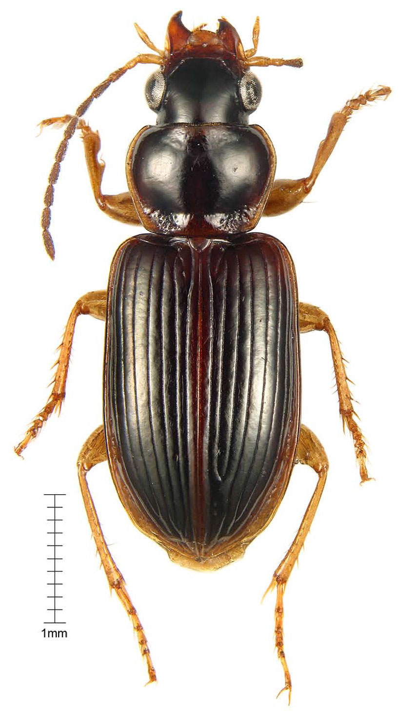 Tribe Stenolophini Kirby, 1837 - Carabidae