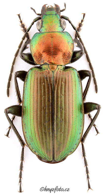 Subgenus Olisares Motschulsky, 1865 - Carabidae